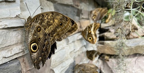 Owl Butterflies.jpg